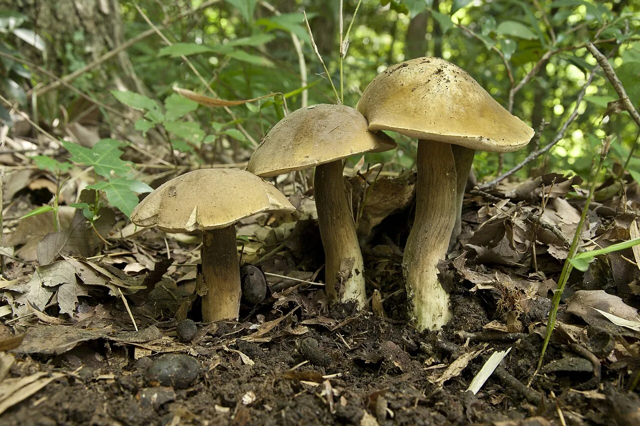 Tylopilus otsuensis (Tylopilus otsuensis) — photo mycologique