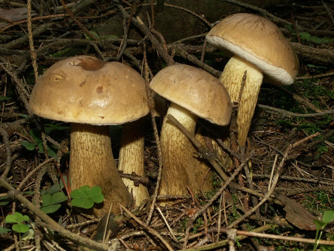 Tylopilus praeanisatus (Tylopilus praeanisatus) — photo mycologique