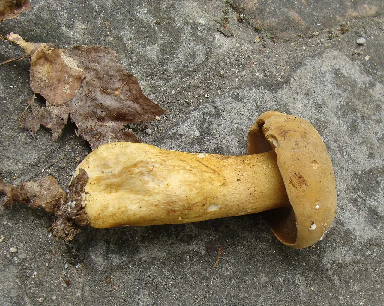 Tylopilus tabacinus (Tylopilus tabacinus) — photo mycologique