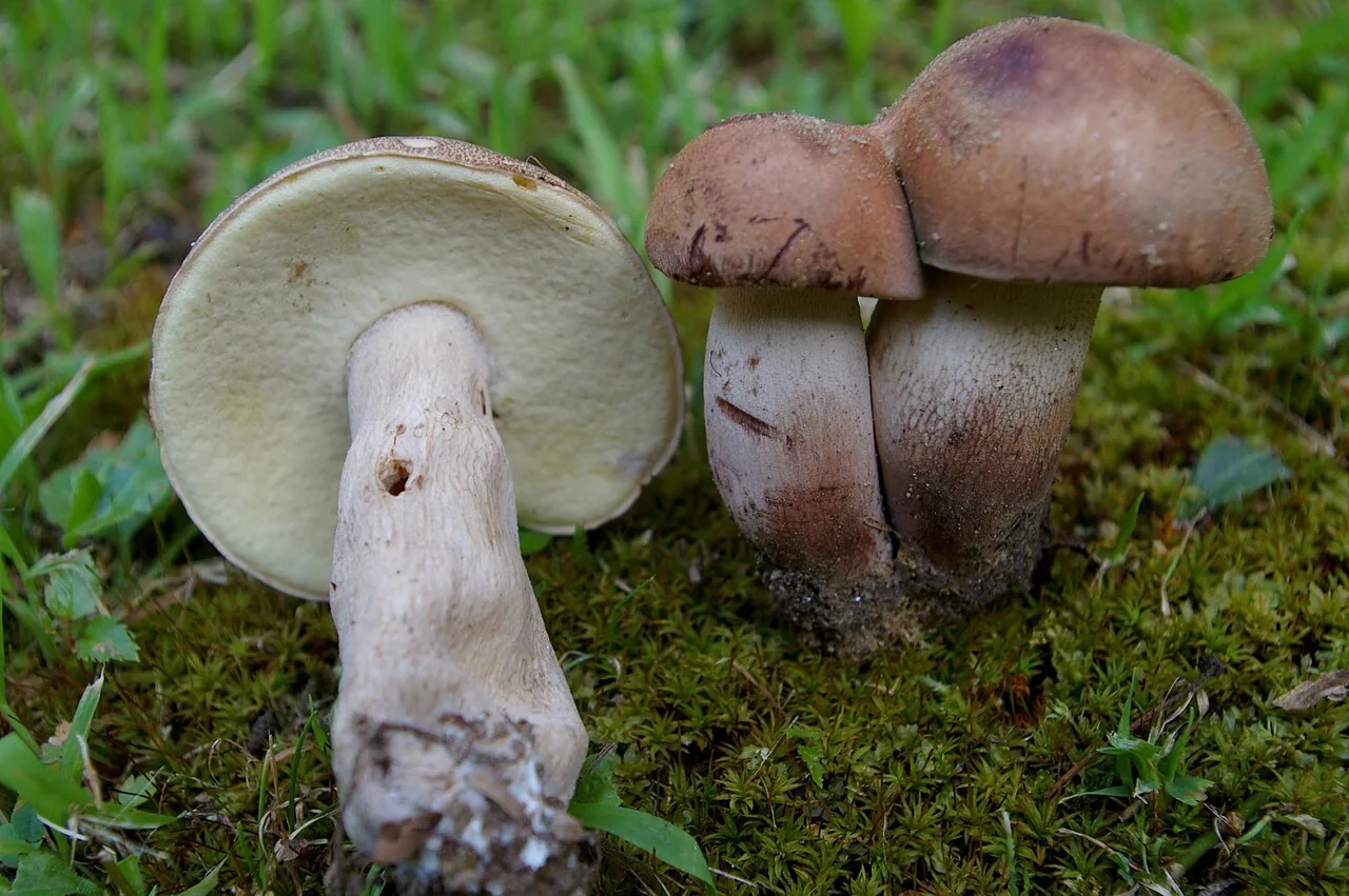 Tylopilus variobrunneus (Tylopilus variobrunneus) — photo mycologique