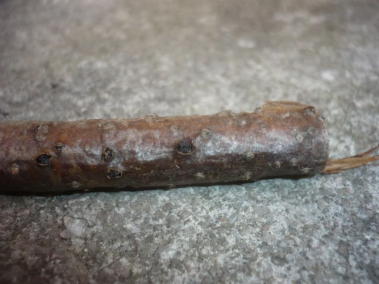 Tympanis conspersa (Tympanis conspersa) — photo mycologique