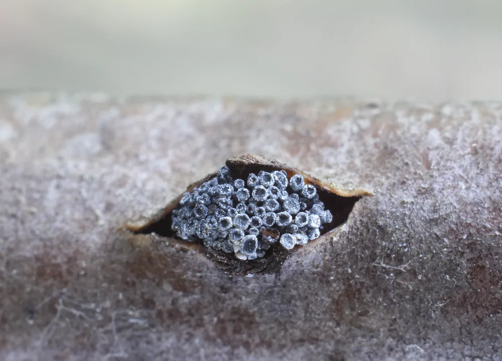 Tympanis inconstans (Tympanis inconstans) — photo mycologique