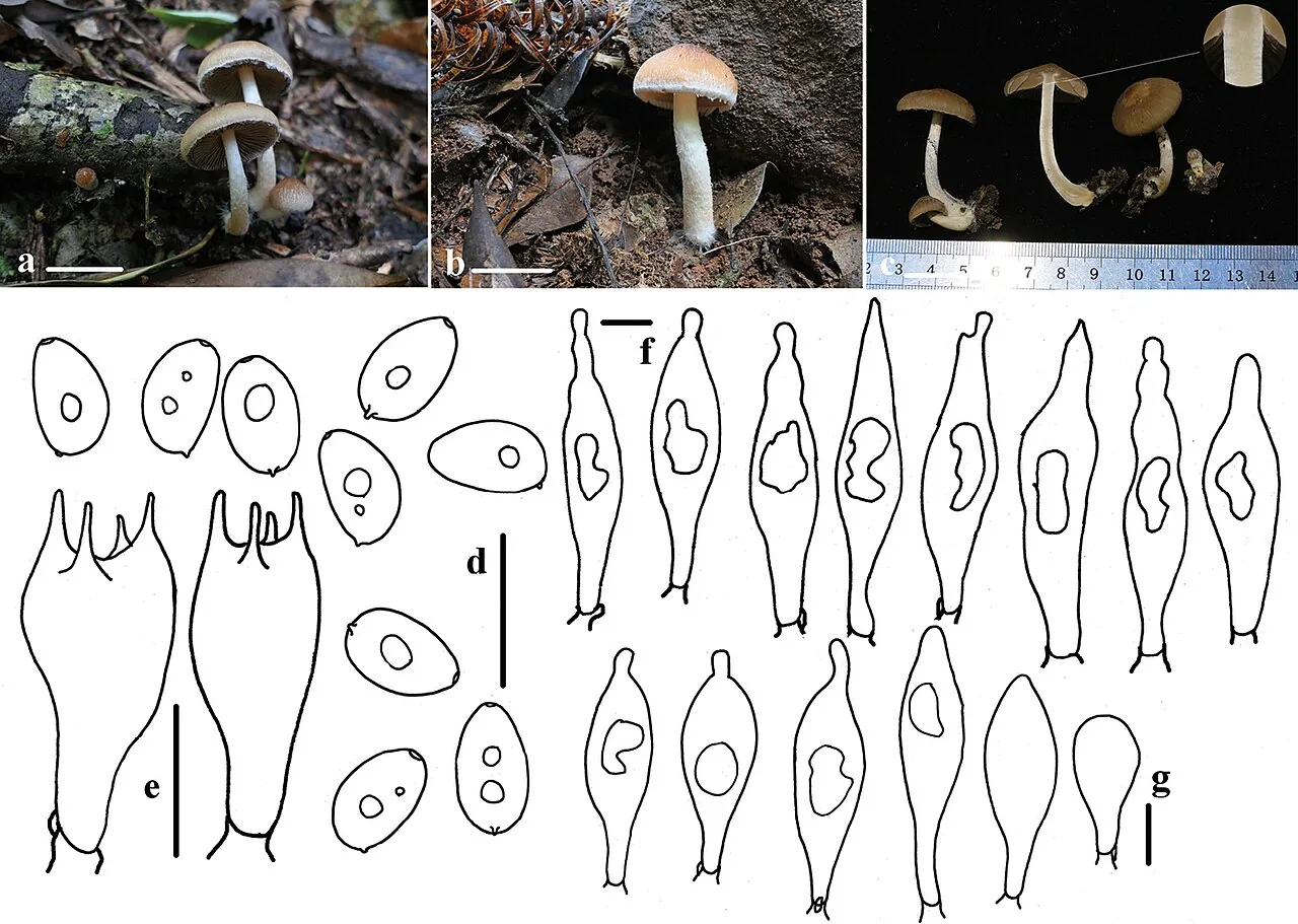Typhrasa nanispora (Typhrasa nanispora) — photo mycologique