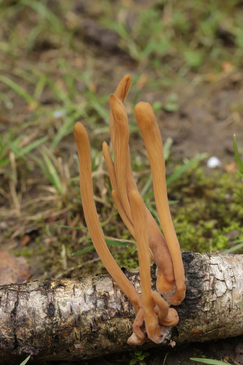 Typhula contorta (Typhula contorta) — photo mycologique