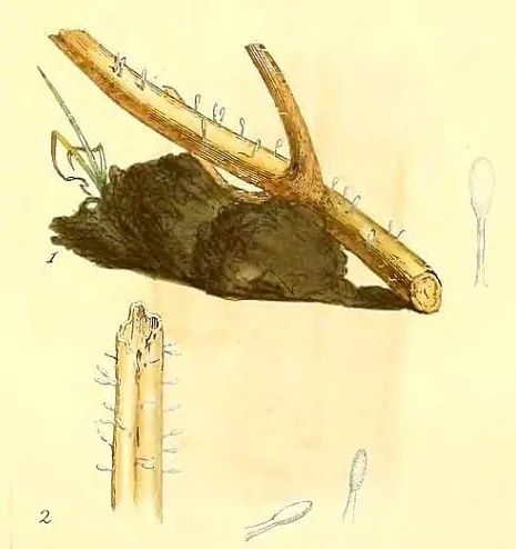 Typhula maritima (Typhula maritima) — photo mycologique