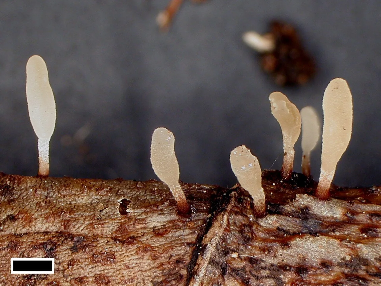 Typhula setipes (Typhula setipes) — photo mycologique