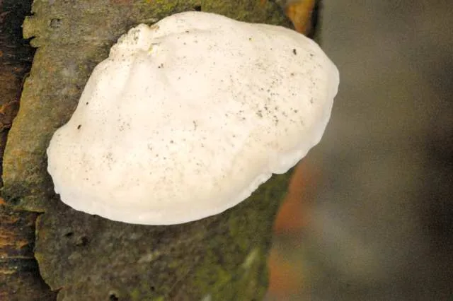 Tyromyces hypocitrinus (Tyromyces hypocitrinus) — photo mycologique