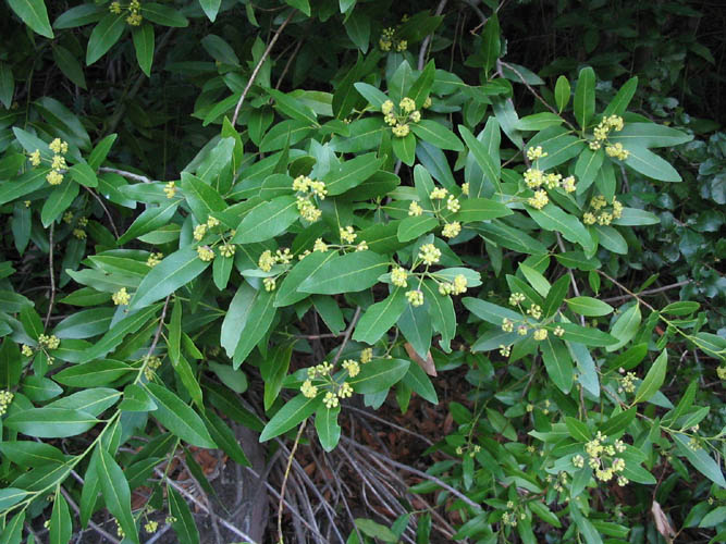 Laurier de Californie (Umbellularia californica) — photo botanique
