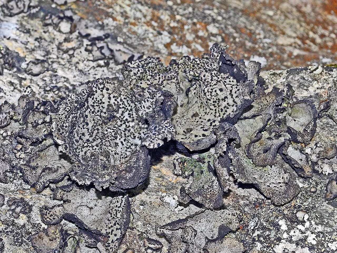 Umbilicaria crustulosa (Umbilicaria crustulosa) — photo mycologique