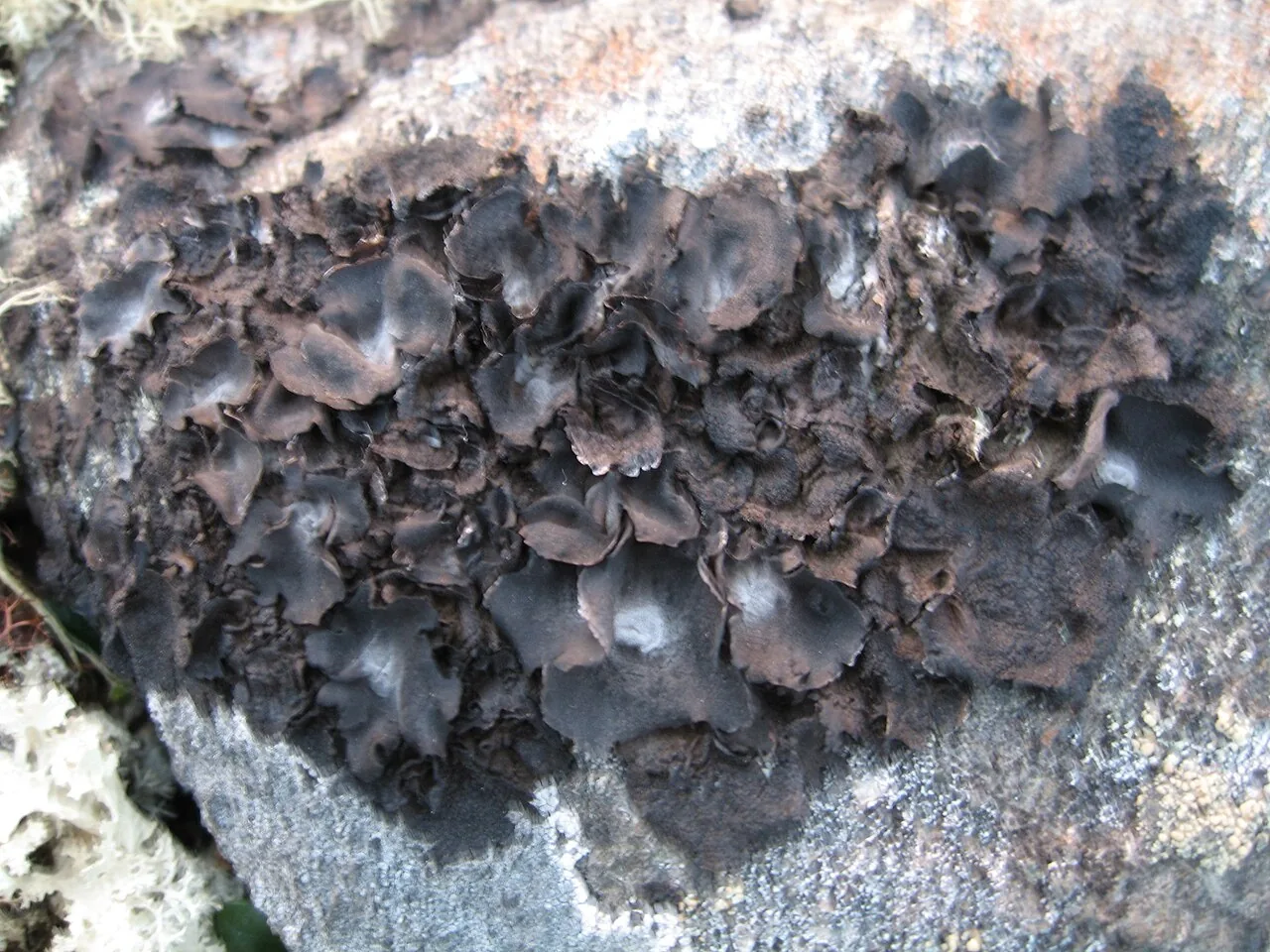 Umbilicaria havaasii (Umbilicaria havaasii) — photo mycologique