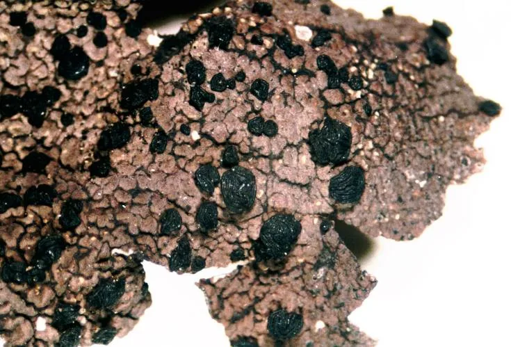 Umbilicaria hyperborea (Umbilicaria hyperborea) — photo mycologique