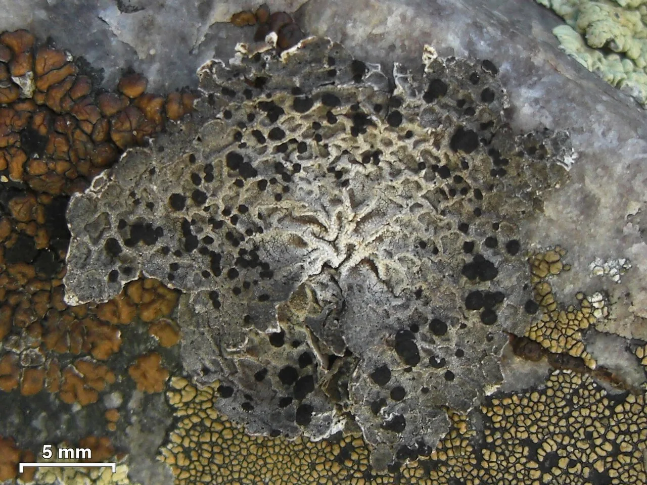 Umbilicaria krascheninnikovii (Umbilicaria krascheninnikovii) — photo mycologique