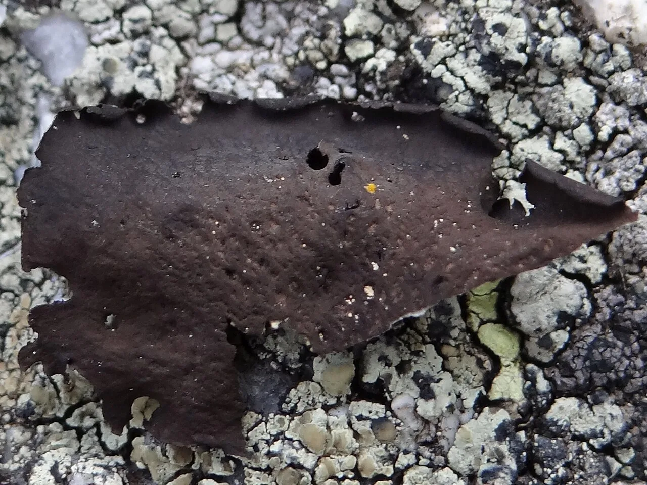Umbilicaria polyphylla (Umbilicaria polyphylla) — photo mycologique