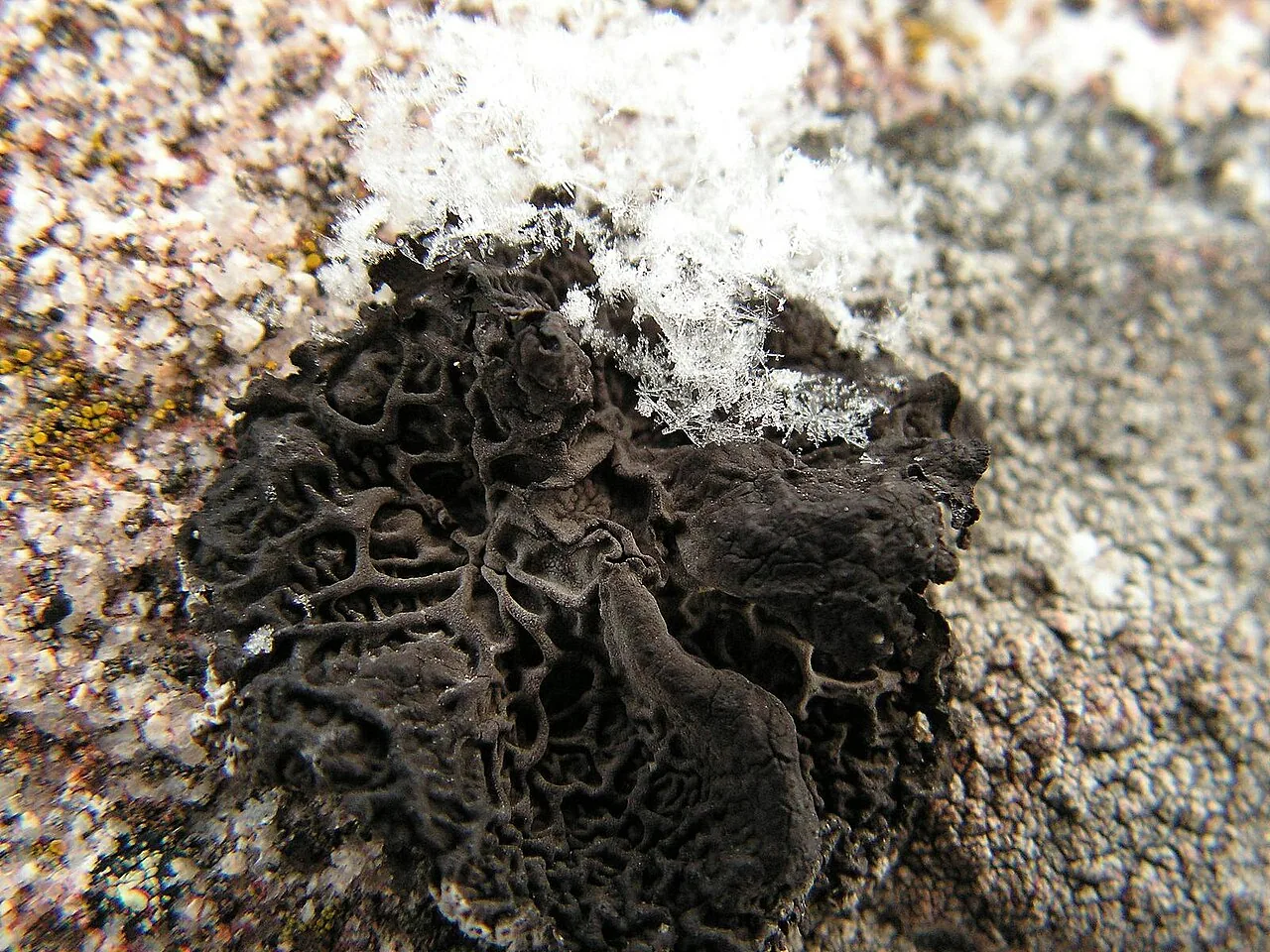 Umbilicaria thamnodes (Umbilicaria thamnodes) — photo mycologique