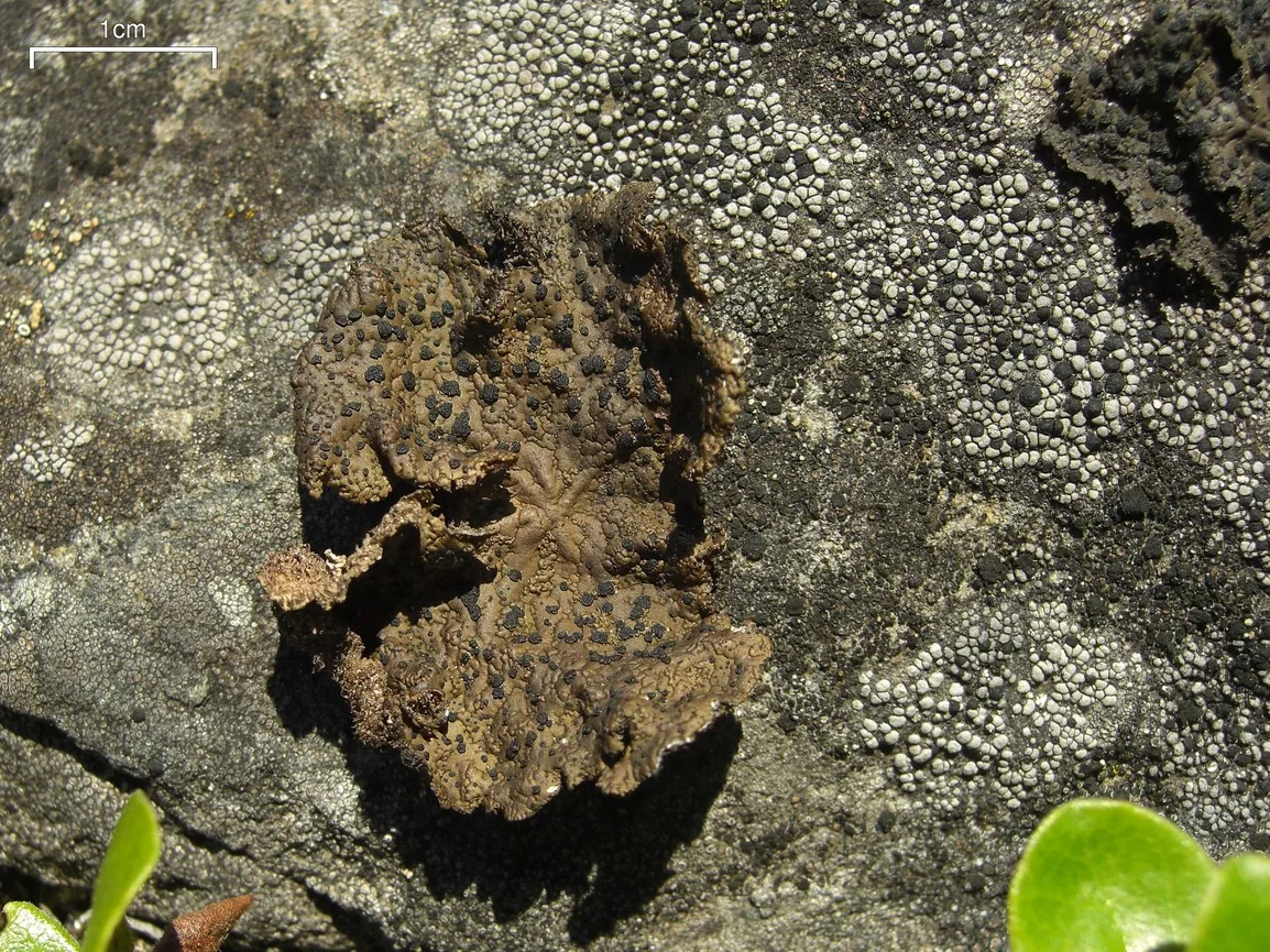 Umbilicaria torrefacta (Umbilicaria torrefacta) — photo mycologique
