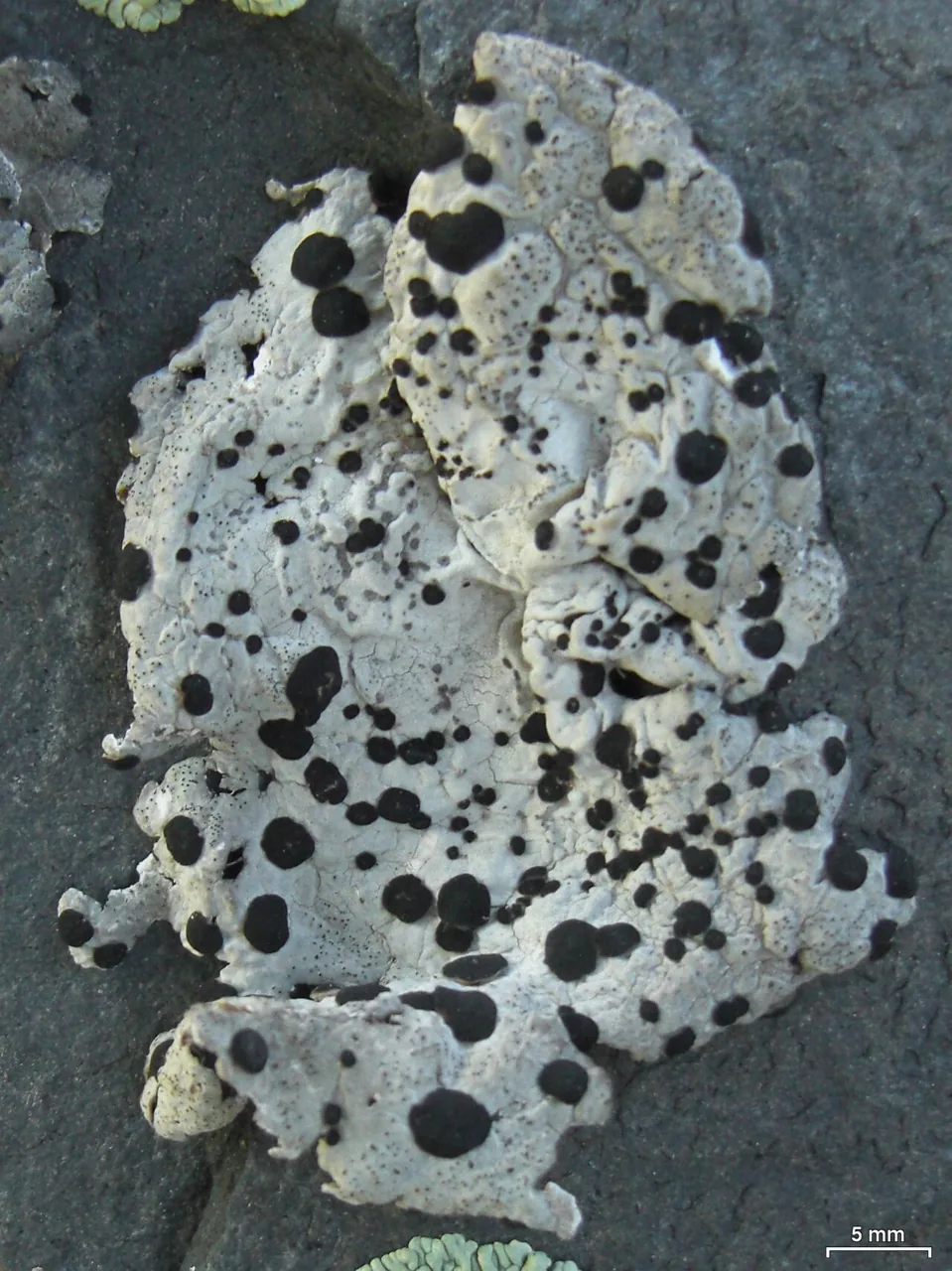 Umbilicaria virginis (Umbilicaria virginis) — photo mycologique