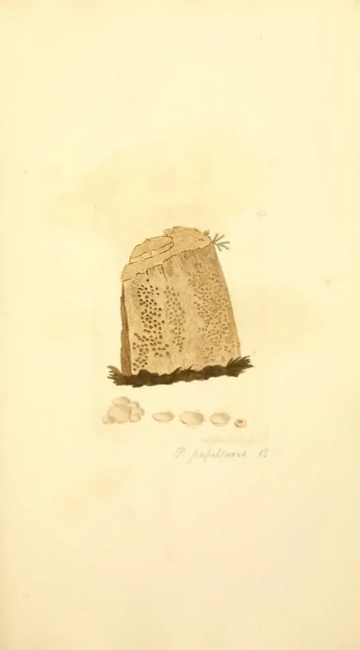 Urceolella papillaris (Urceolella papillaris) — photo mycologique