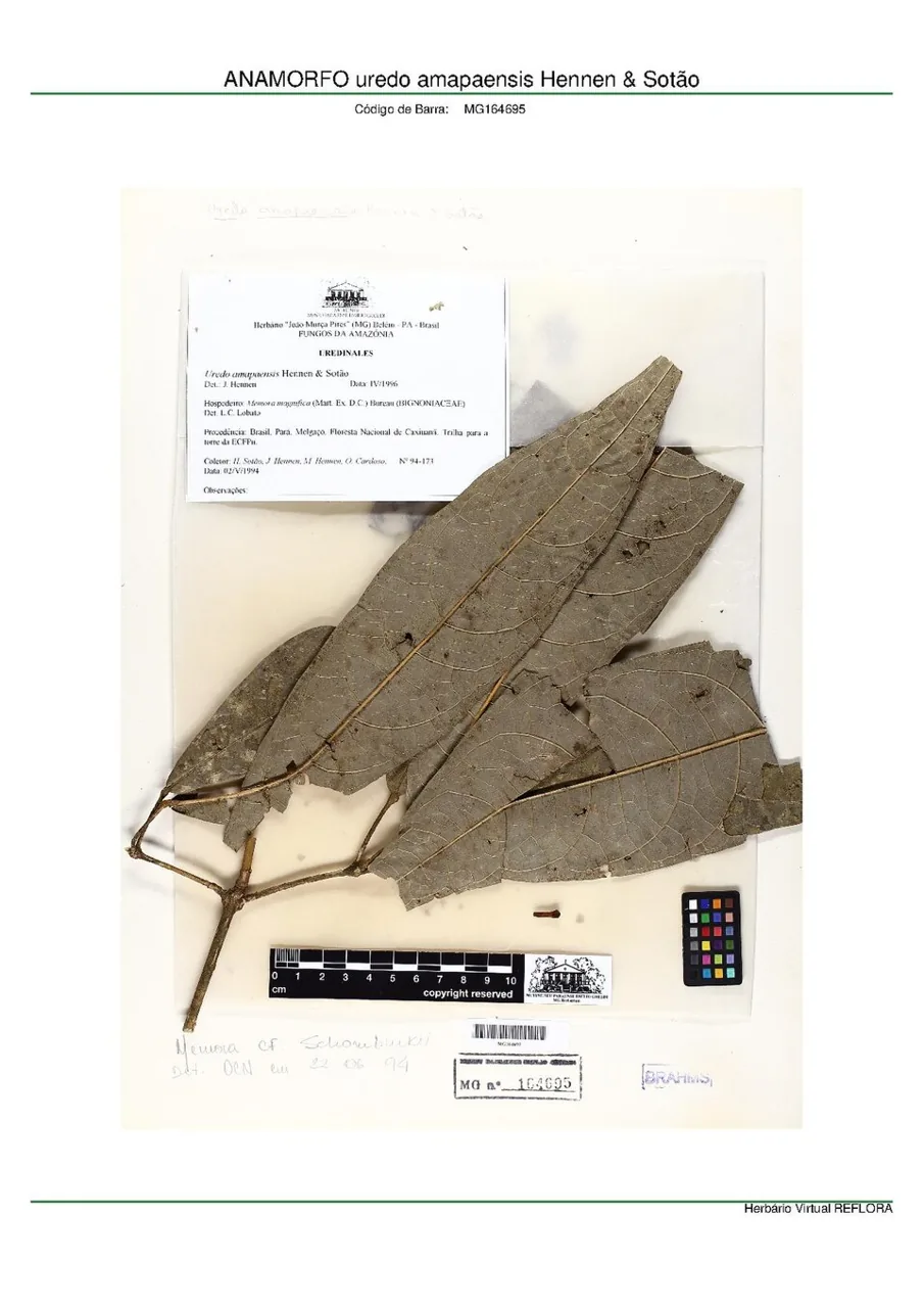 Uredo amapaensis (Uredo amapaensis) — photo mycologique