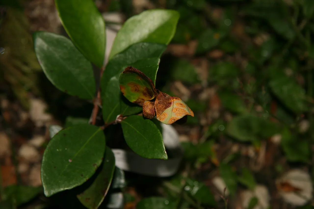Uredo cephalanthi (Uredo cephalanthi) — photo mycologique