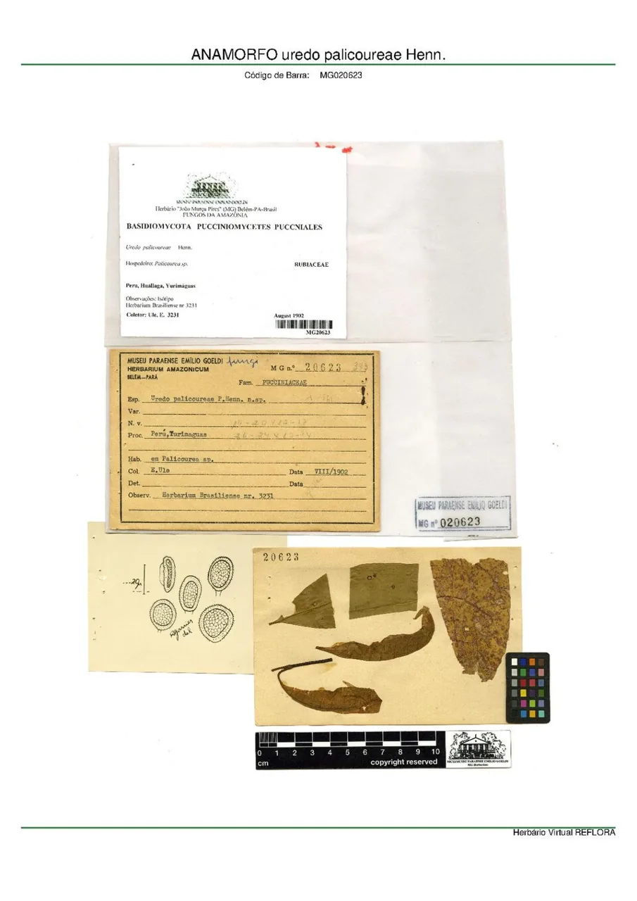 Uredo palicoureae (Uredo palicoureae) — photo mycologique