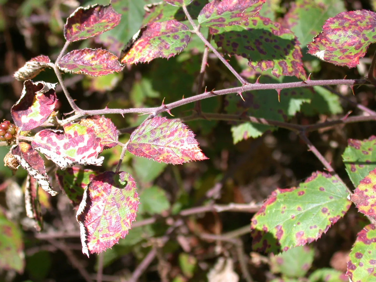 Uredo ruborum (Uredo ruborum) — photo mycologique