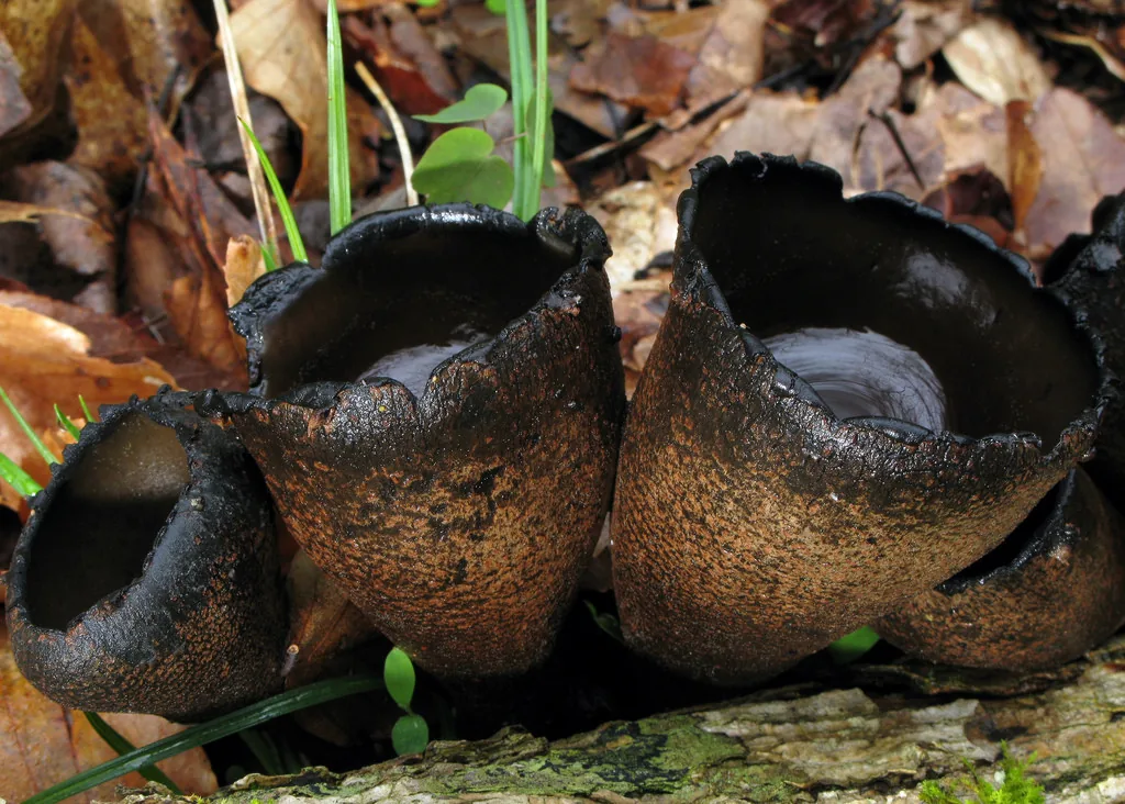 Urnula helvelloides (Urnula helvelloides) — photo mycologique