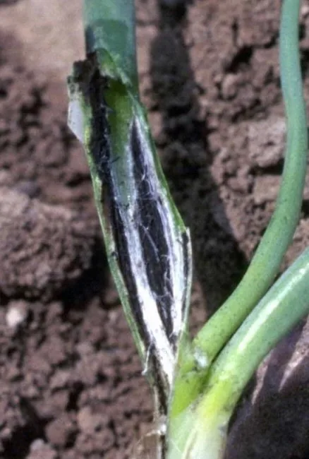 Urocystis agropyri-campestris (Urocystis agropyri-campestris) — photo mycologique
