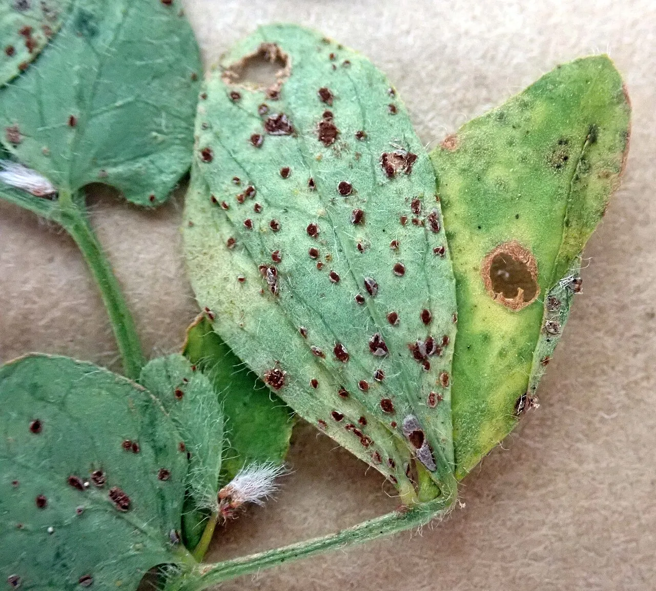 Uromyces anthyllidis (Uromyces anthyllidis) — photo mycologique