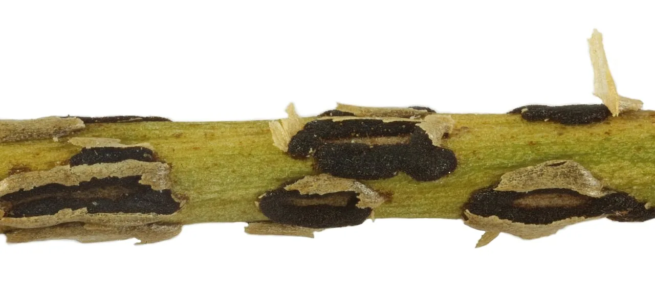 Uromyces junci (Uromyces junci) — photo mycologique
