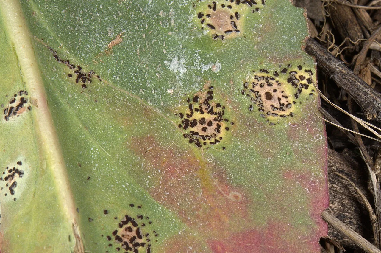 Uromyces limonii (Uromyces limonii) — photo mycologique