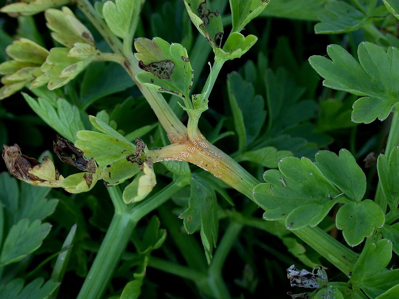Uromyces lineolatus (Uromyces lineolatus) — photo mycologique