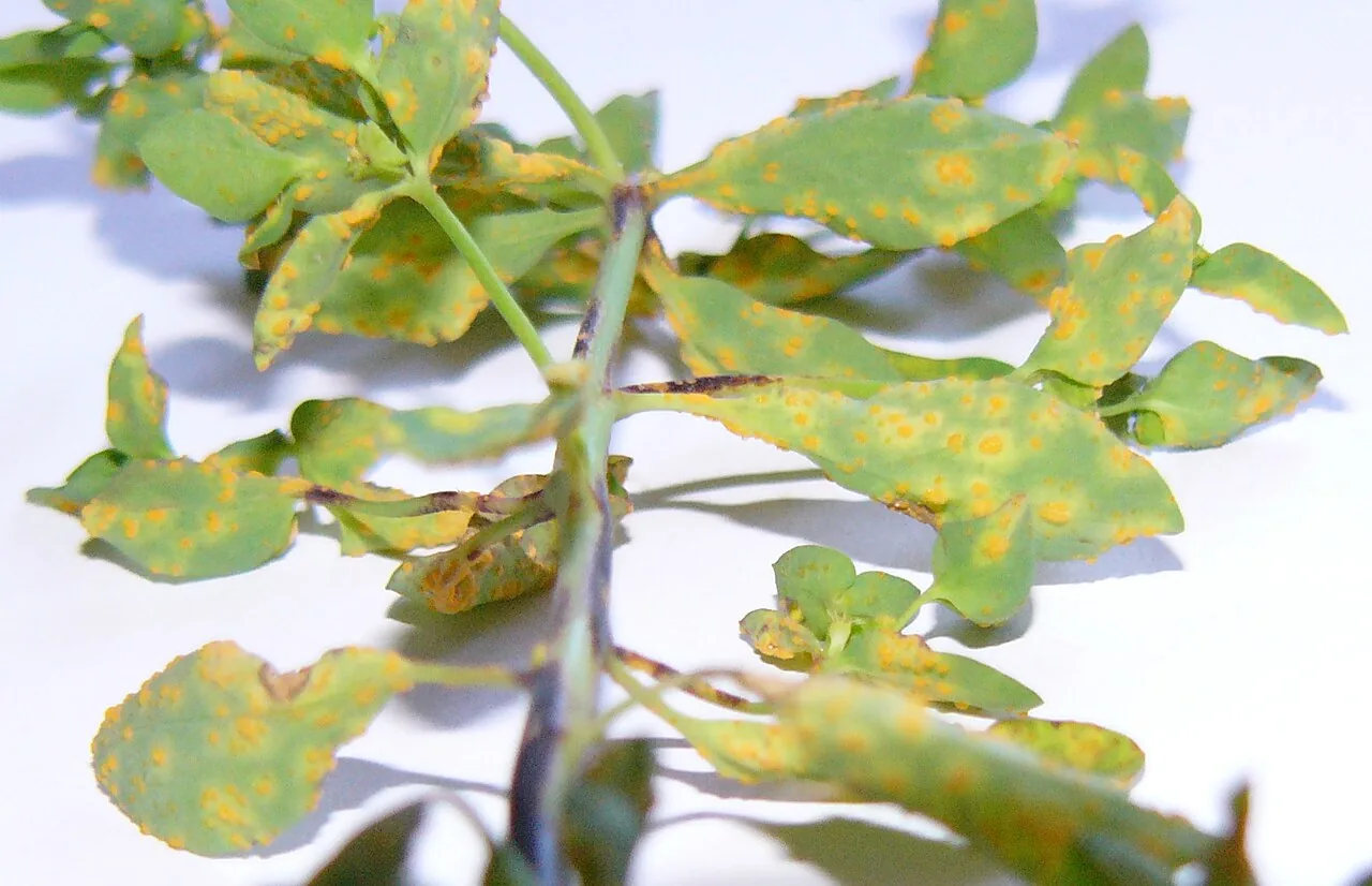 Uromyces maireanus (Uromyces maireanus) — photo mycologique