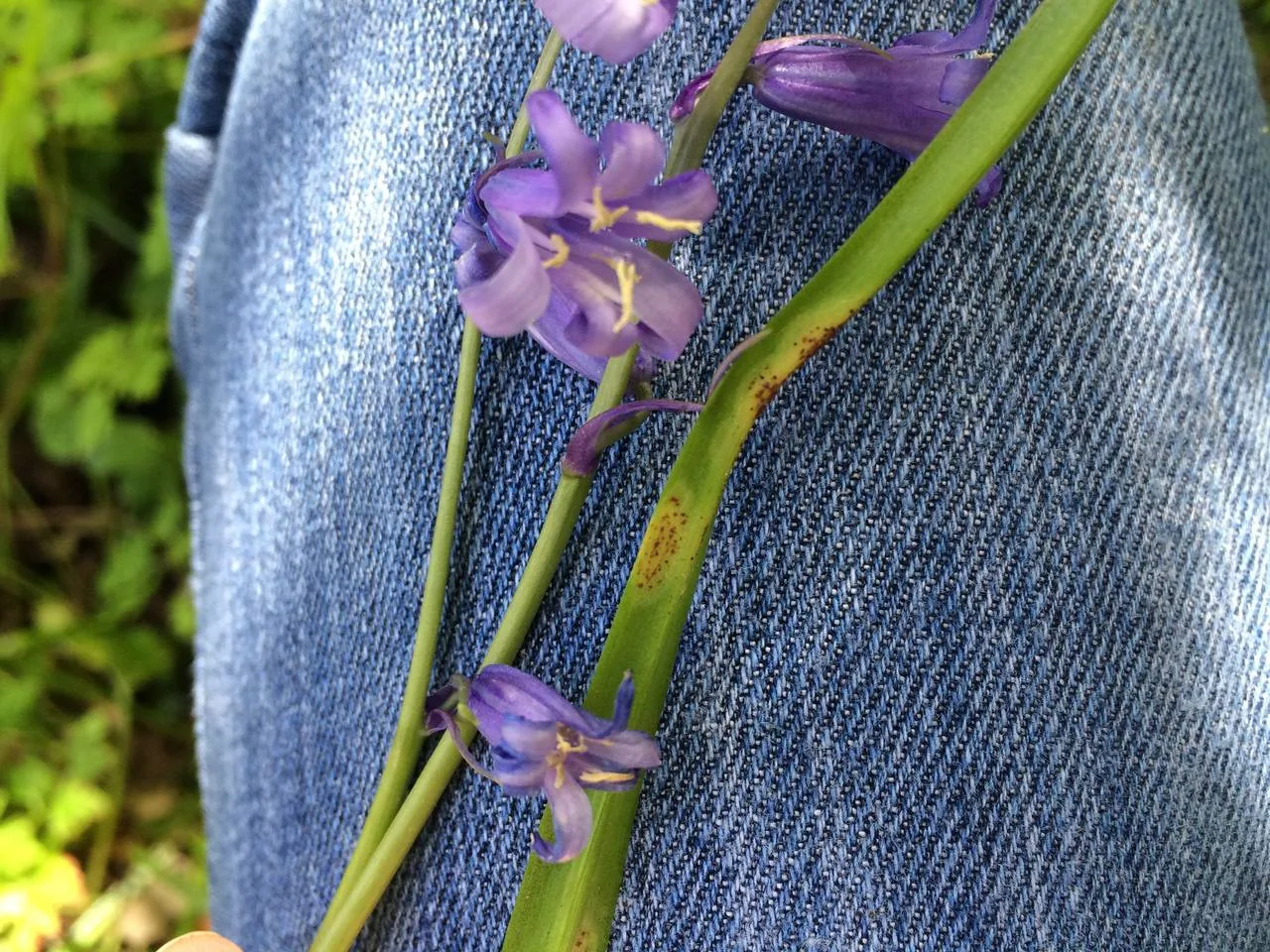 Uromyces muscari (Uromyces muscari) — photo mycologique