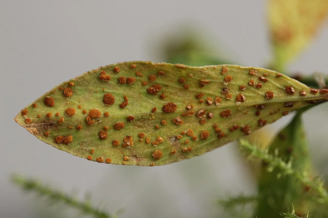 Uromyces polygoni-avicularis (Uromyces polygoni-avicularis) — photo mycologique