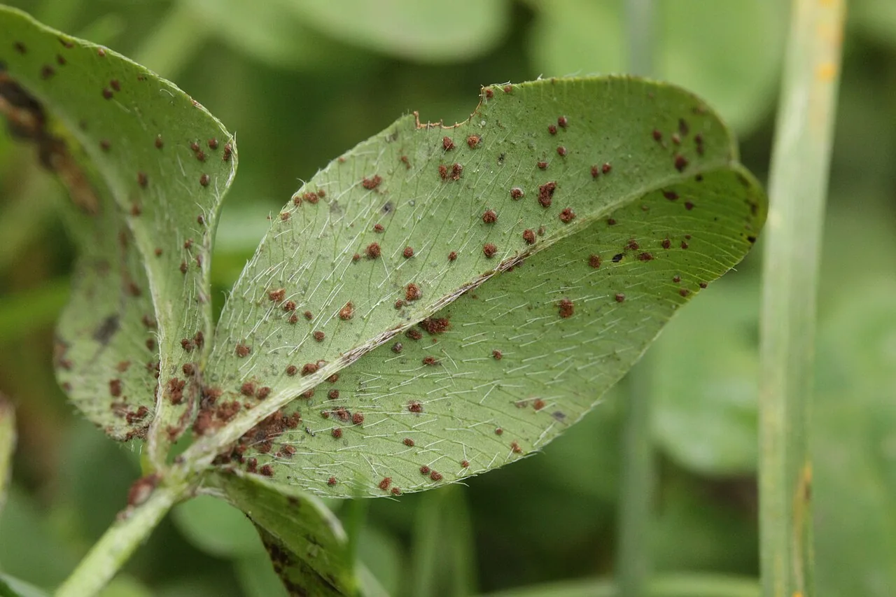Uromyces trifolii-repentis (Uromyces trifolii-repentis) — photo mycologique