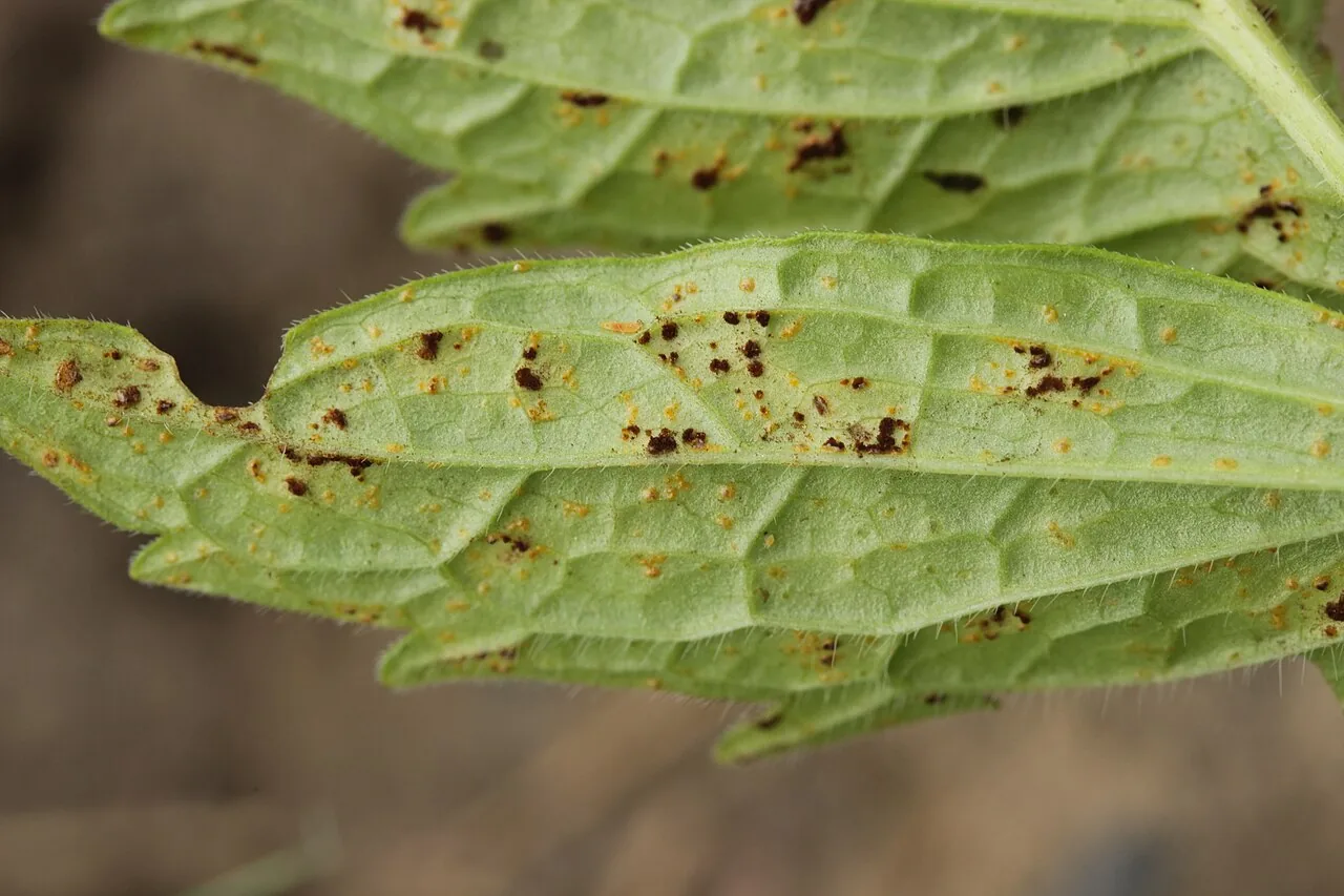 Uromyces valerianae (Uromyces valerianae) — photo mycologique