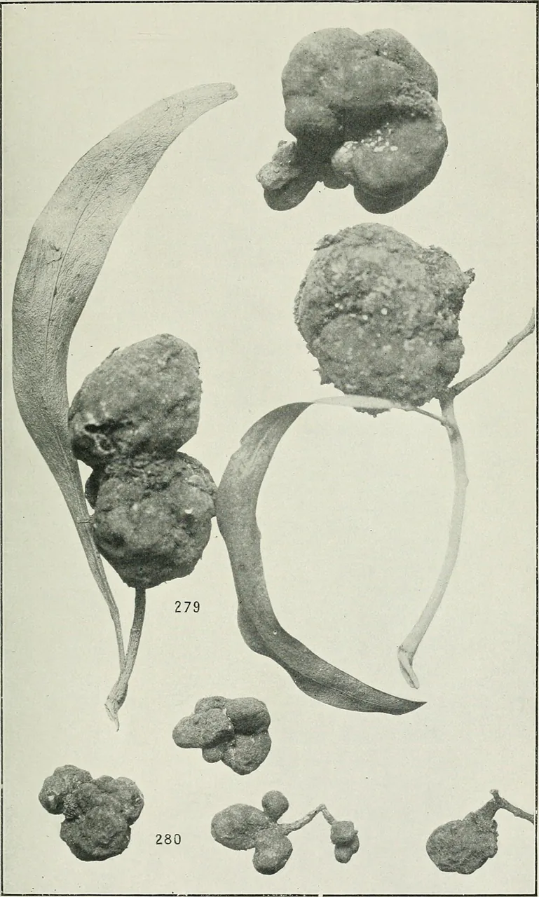 Uromycladium murphyi (Uromycladium murphyi) — photo mycologique
