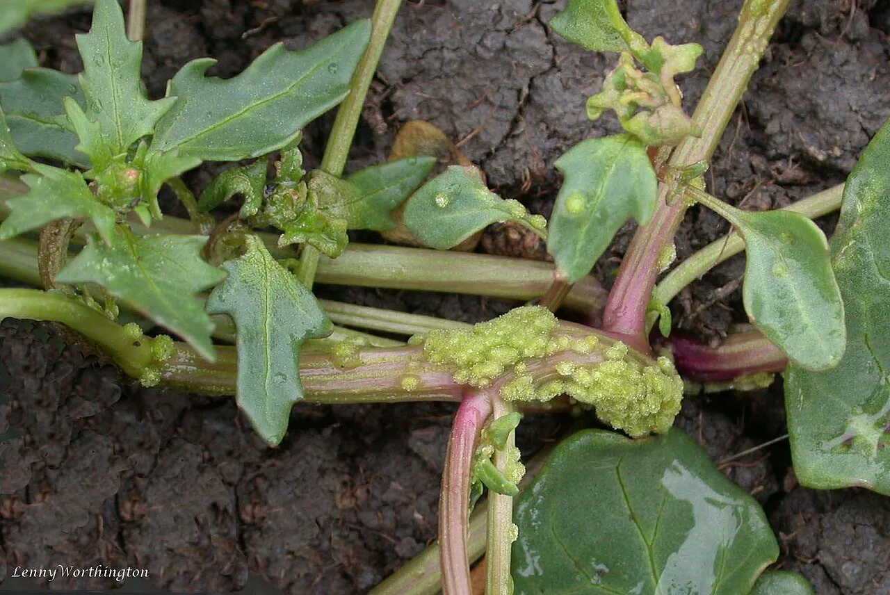 Urophlyctis linariicola (Urophlyctis linariicola) — photo mycologique