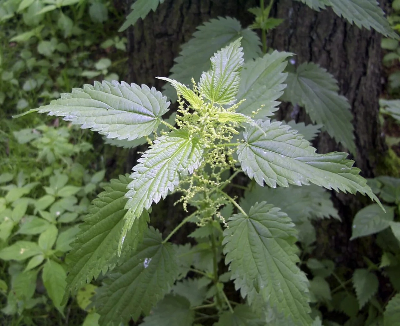 Ortie dioïque (Urtica dioica) : photo botanique