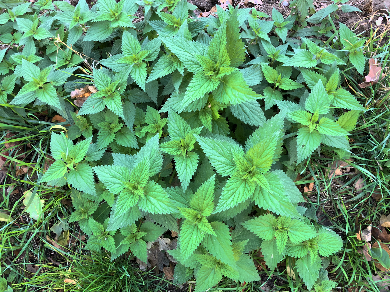 Ortie (Urtica) — photo botanique