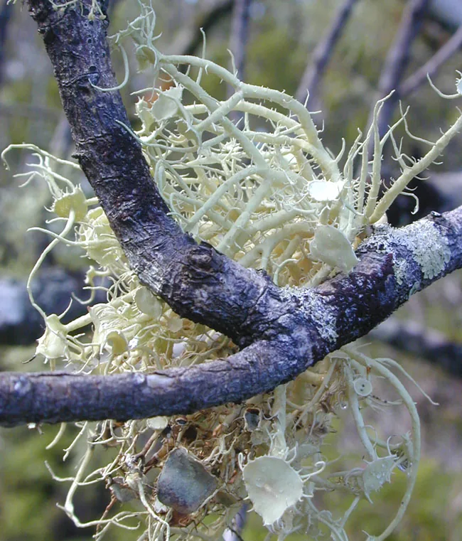 Usnea arthroclada (Usnea arthroclada) — photo mycologique