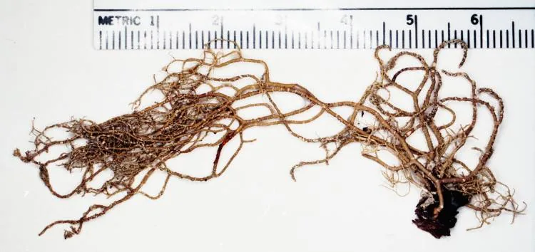 Usnea fulvoreagens (Usnea fulvoreagens) — photo mycologique
