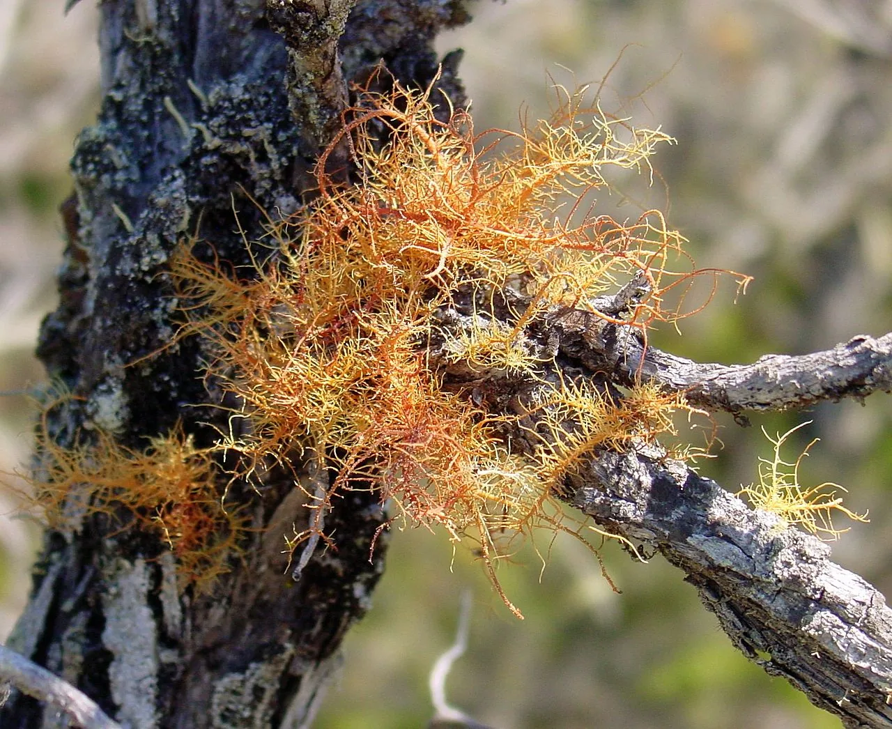 Usnea rubicunda (Usnea rubicunda) — photo mycologique