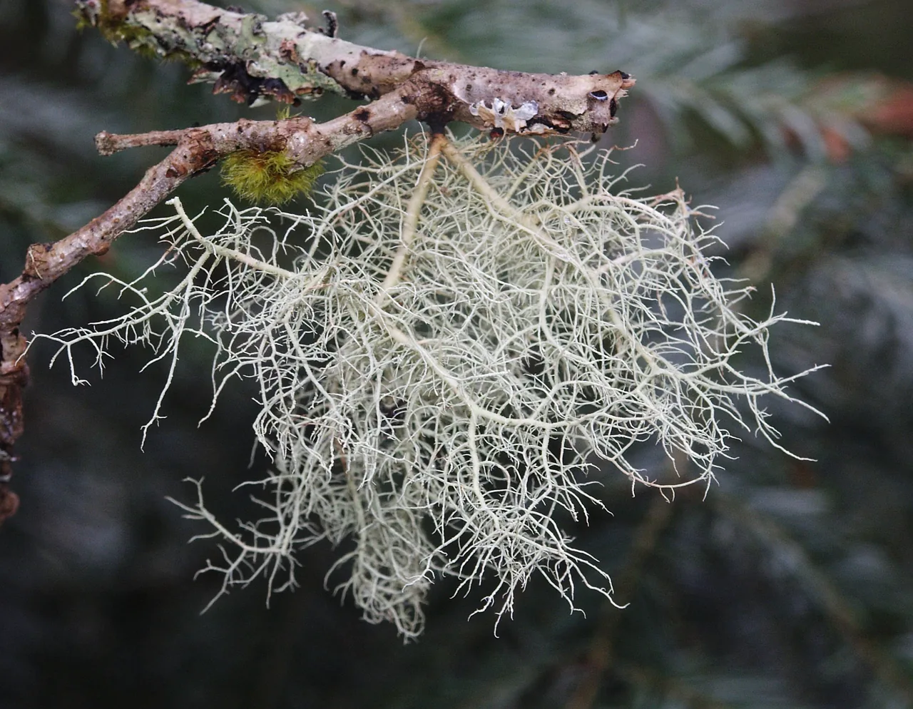 Usnea scabiosa (Usnea scabiosa) — photo mycologique