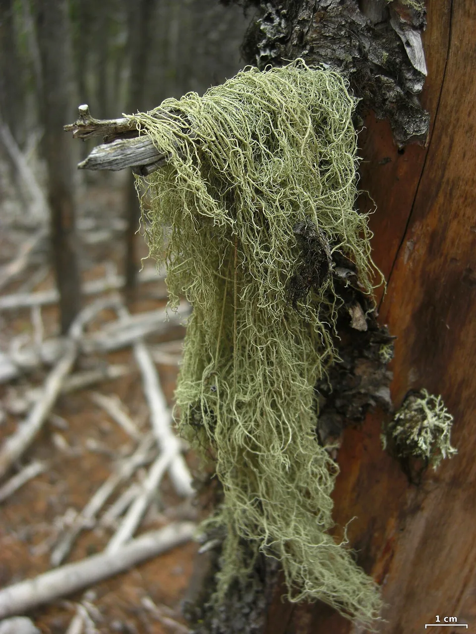 Usnea scabrata (Usnea scabrata) — photo mycologique