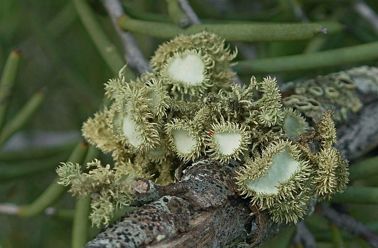 Usnea scabrida (Usnea scabrida) — photo mycologique