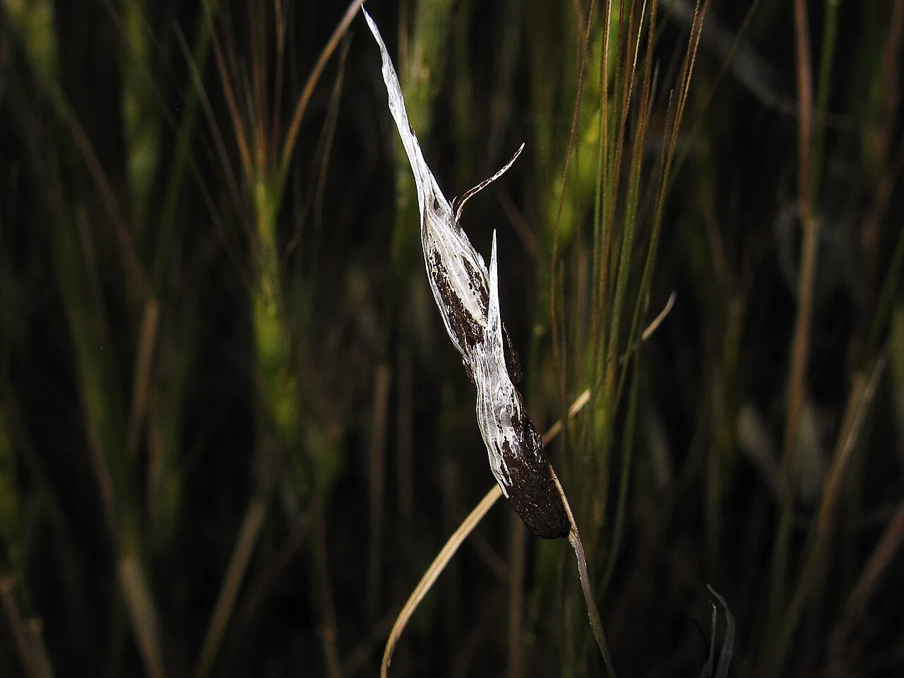 Ustilago avenae (Ustilago avenae) — photo mycologique