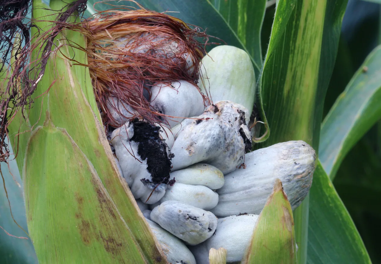 Ustilago coicis (Ustilago coicis) — photo mycologique