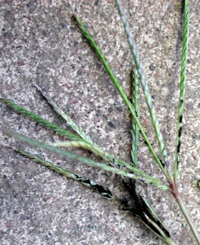Ustilago cynodontis (Ustilago cynodontis) — photo mycologique