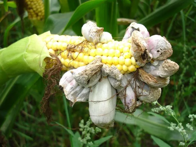 Ustilago planetella (Ustilago planetella) — photo mycologique